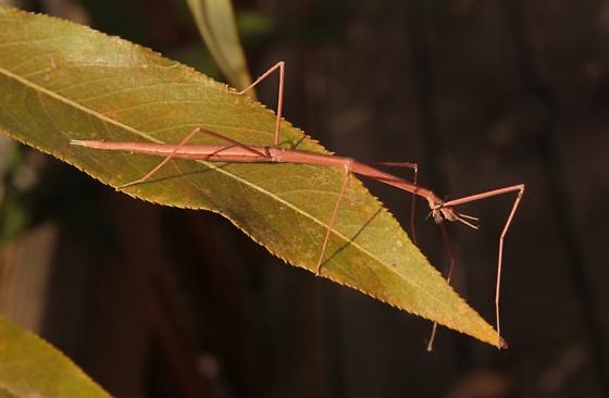 Image of a short-horned walkingstick on a yellow leaf